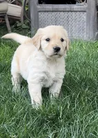 May , a female Golden Retriever for sale in Tucson, AZ – 1 of 2