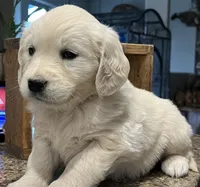 Valentine, a female Golden Retriever for sale in Tucson, AZ – Photo 2 of 3