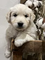 Valentine, a female Golden Retriever for sale in Tucson, AZ – Photo 1 of 3