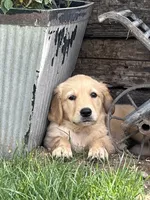 June , a female Golden Retriever for sale in Tucson, AZ – 3 of 3