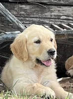June , a female Golden Retriever for sale in Tucson, AZ – 2 of 3