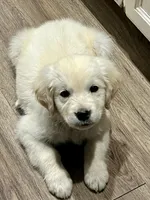 Sonny , a male Golden Retriever for sale in Tucson, AZ – Photo 2 of 2