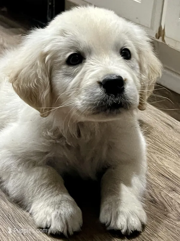 Sonny , a male Golden Retriever for sale in Tucson, AZ – Photo 1 of 2