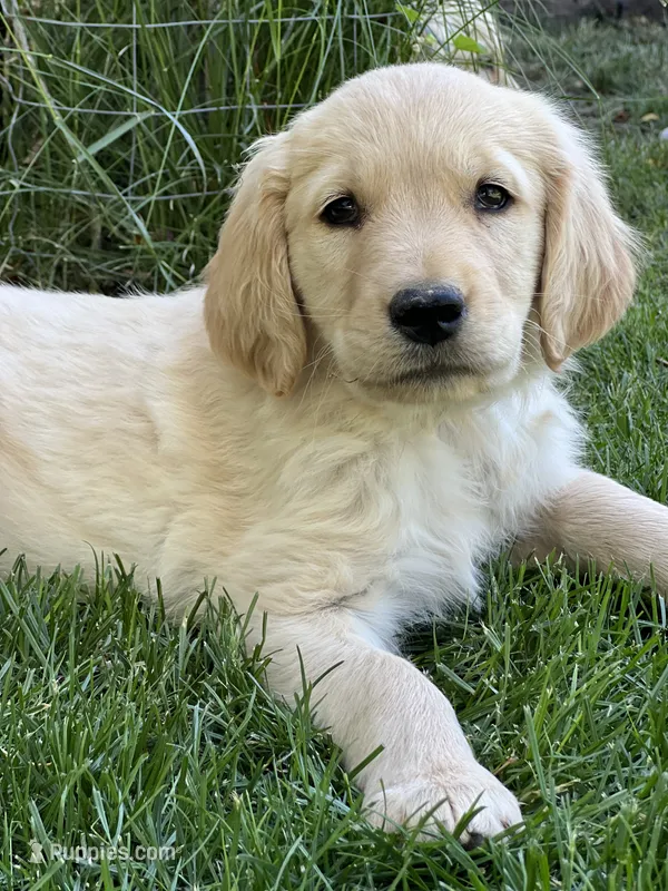 Summer  – Golden Retriever puppy for sale in Tucson, AZ