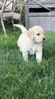 May , a female Golden Retriever for sale in Tucson, AZ – 2 of 2