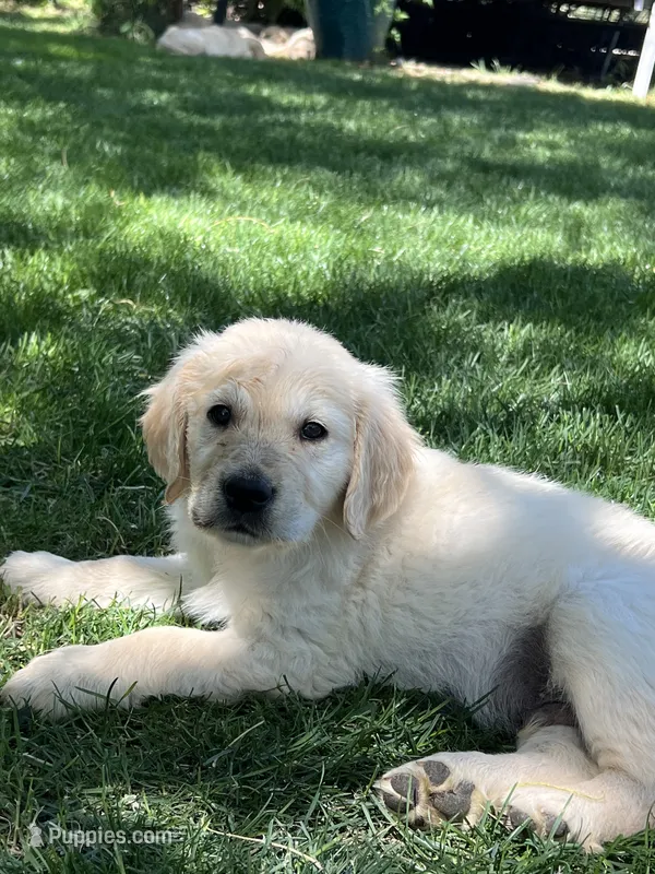 Summer , a female Golden Retriever for sale in Tucson, AZ – 1 of 2