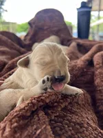 Spring, a female Golden Retriever for sale in Tucson, AZ – Photo 3 of 3