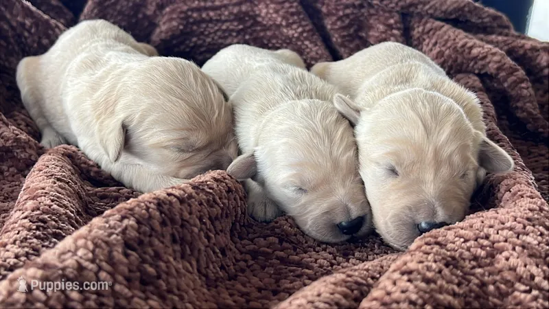 Spring, a female Golden Retriever for sale in Tucson, AZ – Photo 1 of 3