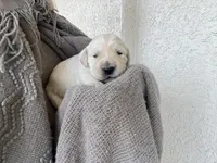 Love babies ❤️, a female Golden Retriever for sale in Tucson, AZ – Photo 4 of 4