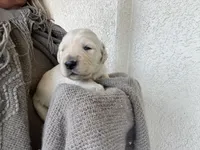 Love babies ❤️, a female Golden Retriever for sale in Tucson, AZ – Photo 3 of 4