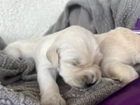 Love babies ❤️, a female Golden Retriever for sale in Tucson, AZ – Photo 2 of 4