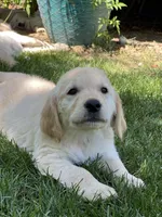 Summer , a female Golden Retriever for sale in Tucson, AZ – 2 of 2