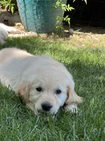 Summer , a female Golden Retriever for sale in Tucson, AZ – 2 of 4