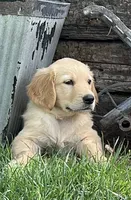 June , a female Golden Retriever for sale in Tucson, AZ – 1 of 3