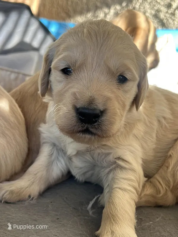 Spring  – Golden Retriever puppy for sale in Tucson, AZ