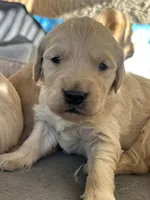 Spring , a female Golden Retriever for sale in Tucson, AZ – 1 of 1