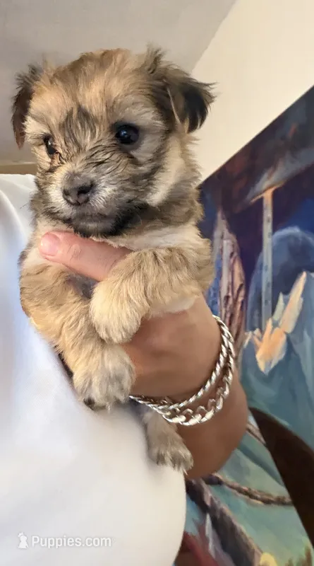 Bear – Morkie puppy for sale in Brooklyn, NY
