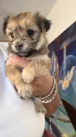 Bear, a male Morkie for sale in Brooklyn, NY – 1 of 2