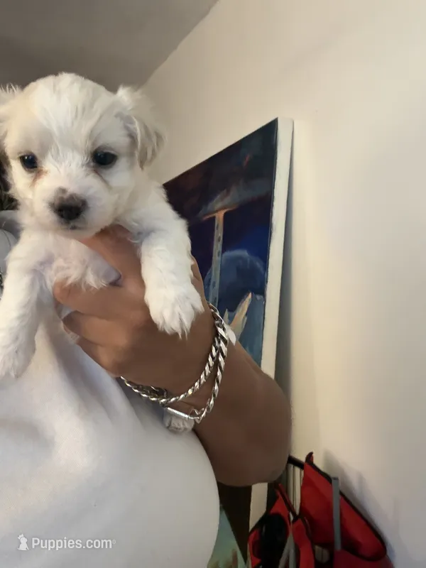 Ghost – Morkie puppy for sale in Brooklyn, NY