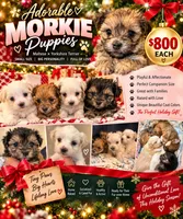 Hazel, a female Morkie for sale in Brooklyn, NY – 2 of 2