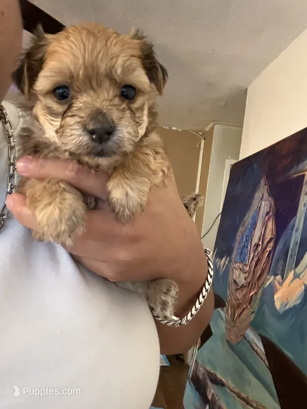 Hazel – Morkie puppy for sale in Brooklyn, NY
