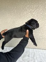 Black puppy blue collar, a male Cane Corso for sale in Fort Myers, FL – Photo 4 of 6