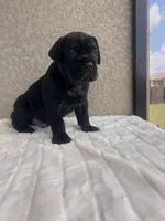 Black puppy blue collar, a male Cane Corso for sale in Fort Myers, FL – Photo 5 of 6