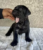 Black puppy blue collar, a male Cane Corso for sale in Fort Myers, FL – Photo 3 of 6