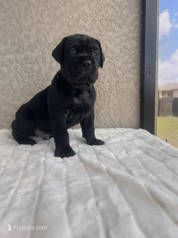 Black puppy blue collar – Cane Corso puppy for sale in Fort Myers, FL
