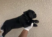 Black puppy blue collar, a male Cane Corso for sale in Fort Myers, FL – Photo 2 of 6