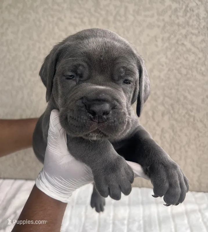 Gray – Cane Corso puppy for sale in Fort Myers, FL
