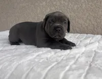 Gray, a male Cane Corso for sale in Fort Myers, FL – Photo 2 of 4