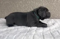 Gray, a male Cane Corso for sale in Fort Myers, FL – Photo 3 of 4