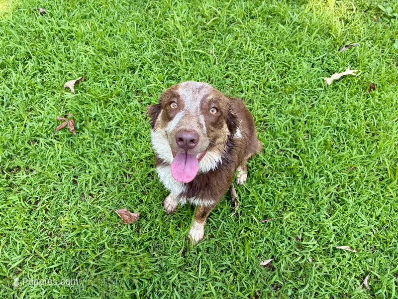 Ember – Australian Shepherd puppy for sale in Camden, TN
