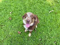 Ember, a female Australian Shepherd for sale in Camden, TN – 1 of 3