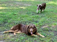 Bear, a male Australian Shepherd for sale in Camden, TN – 3 of 3