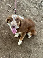 Ember, a female Australian Shepherd for sale in Camden, TN – 3 of 3