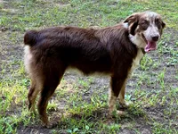 Ember, a female Australian Shepherd for sale in Camden, TN – 2 of 3