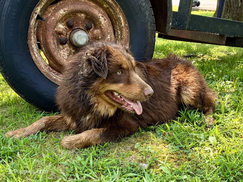 Bear – Australian Shepherd puppy for sale in Camden, TN