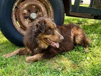 Bear, a male Australian Shepherd for sale in Camden, TN – 1 of 3