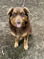 Bear, a male Australian Shepherd for sale in Camden, TN – 2 of 3