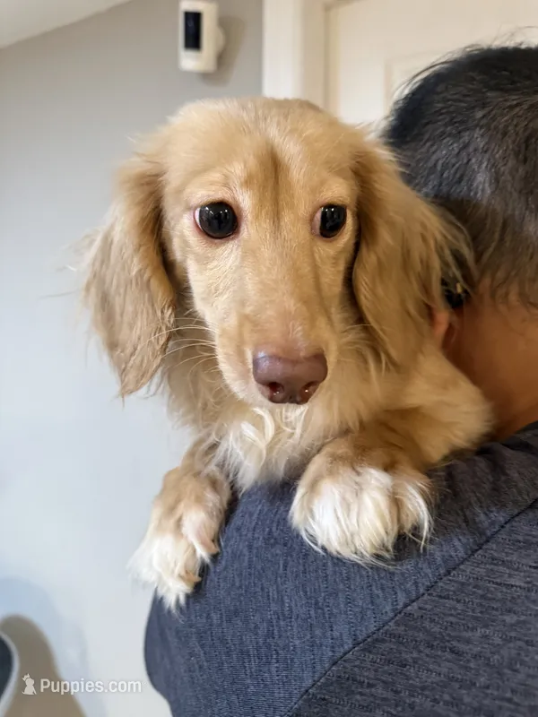 Coco – Miniature Dachshund puppy for sale in Queens, NY