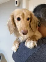 Coco, a female Miniature Dachshund for sale in Queens, NY – 1 of 2