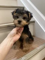 Coco, a female Yorkshire Terrier for sale in Queens, NY – 1 of 7