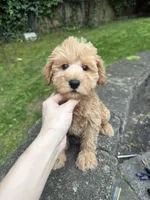 Mix, a male Schnoodle for sale in Queens, NY – 1 of 1