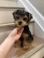Coco, a female Yorkshire Terrier for sale in Queens, NY – 4 of 7