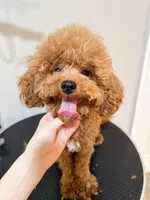 Benny, a male Cavapoo for sale in Queens, NY – Photo 2 of 2
