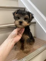 Coco, a female Yorkshire Terrier for sale in Queens, NY – 7 of 7
