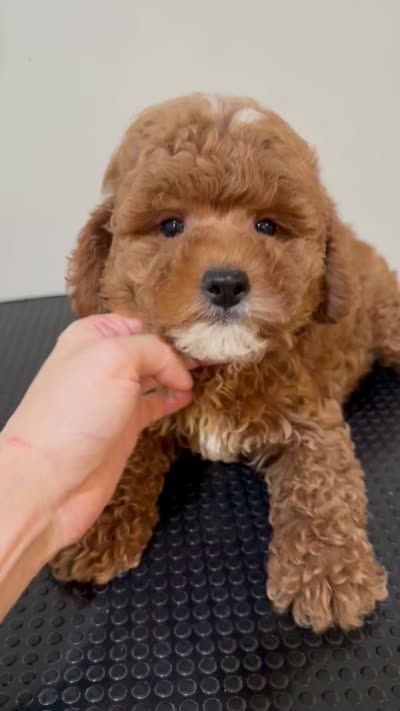 Mini, a male Poodle - Miniature  for sale in Queens, NY – 4 of 4
