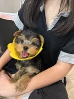 Coco, a female Yorkshire Terrier for sale in Queens, NY – 1 of 4